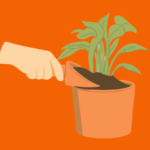 Quelle plante bouturer à l'automne