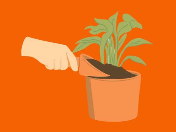 Quelle plante bouturer à l'automne